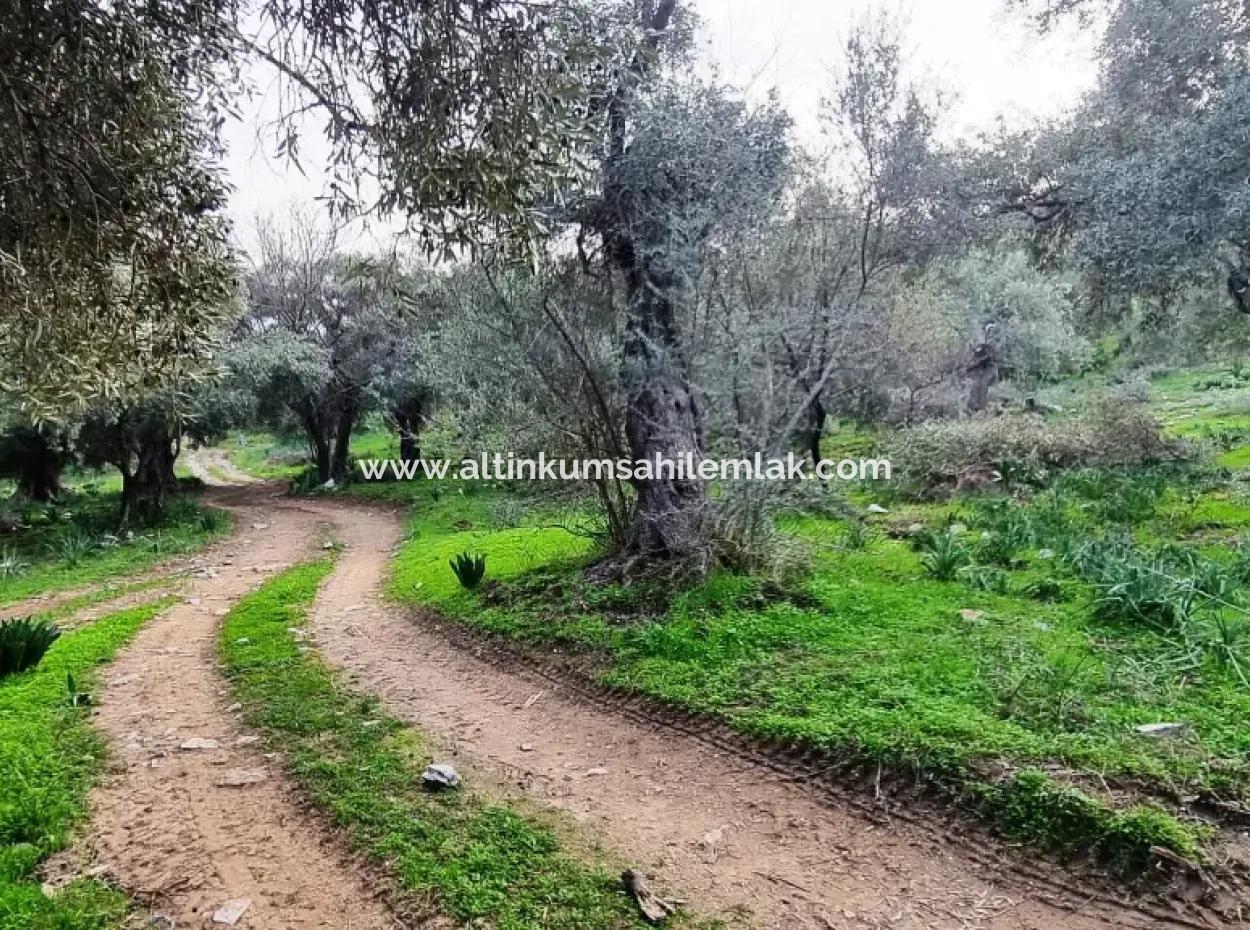 Olivenhain Zum Verkauf In Muğla Milas Pınarcık, 400 M Von Der Hauptstraße Entfernt