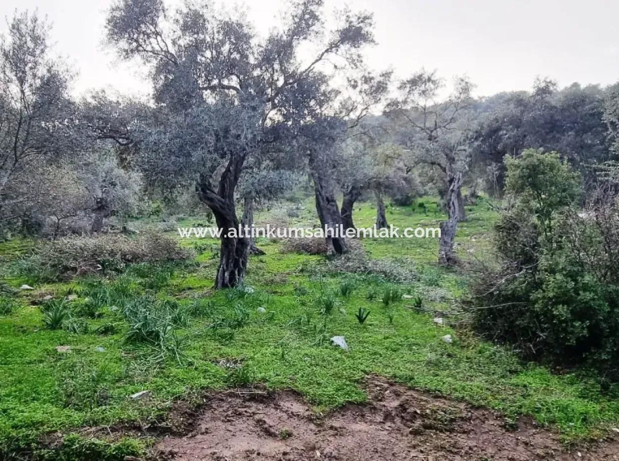 Olivenhain Zum Verkauf In Muğla Milas Pınarcık, 400 M Von Der Hauptstraße Entfernt