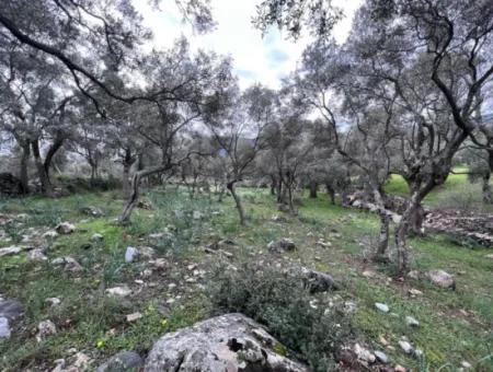 Investition 2150 M2 Olivenhain Zum Verkauf In Muğla Milas Bafa