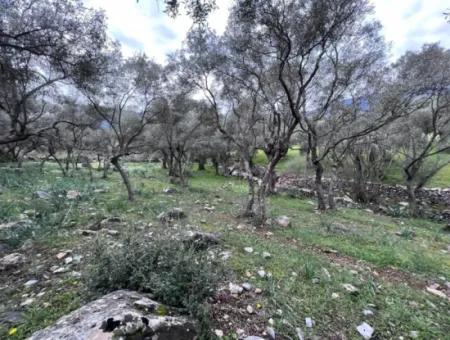 Investition 2150 M2 Olivenhain Zum Verkauf In Muğla Milas Bafa