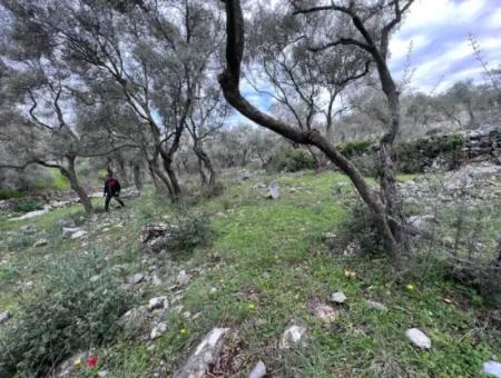 Investition 2150 M2 Olivenhain Zum Verkauf In Muğla Milas Bafa