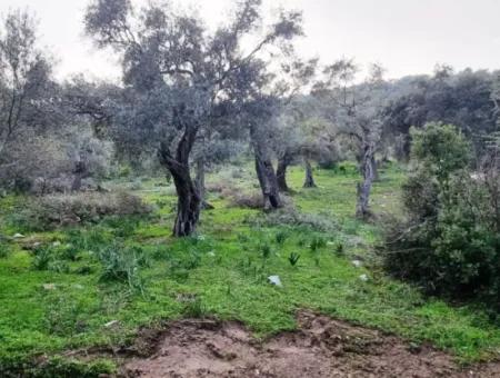 Olivenhain Zum Verkauf In Muğla Milas Pınarcık, 400 M Von Der Hauptstraße Entfernt