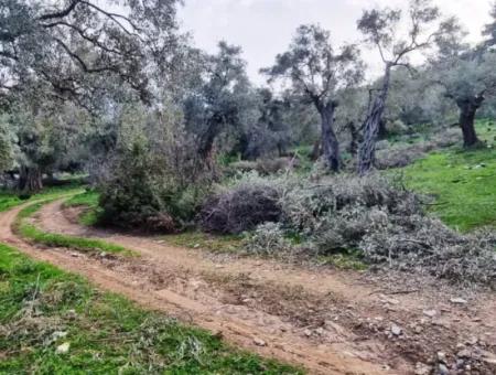 Olivenhain Zum Verkauf In Muğla Milas Pınarcık, 400 M Von Der Hauptstraße Entfernt