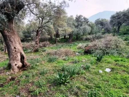 Olivenhain Zum Verkauf In Muğla Milas Pınarcık, 400 M Von Der Hauptstraße Entfernt