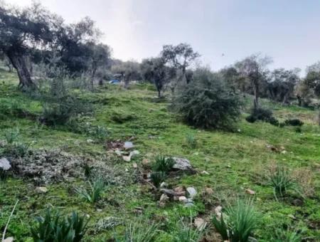 Olivenhain Zum Verkauf In Muğla Milas Pınarcık, 400 M Von Der Hauptstraße Entfernt