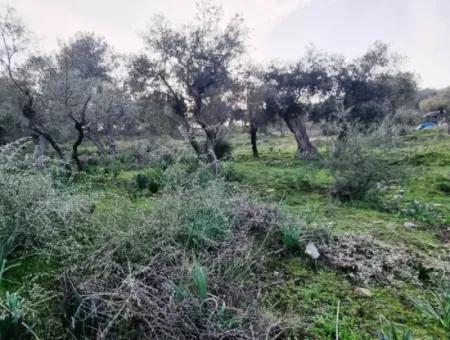 Olivenhain Zum Verkauf In Muğla Milas Pınarcık, 400 M Von Der Hauptstraße Entfernt