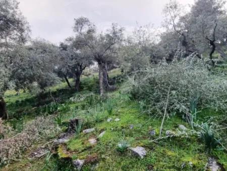 Olivenhain Zum Verkauf In Muğla Milas Pınarcık, 400 M Von Der Hauptstraße Entfernt