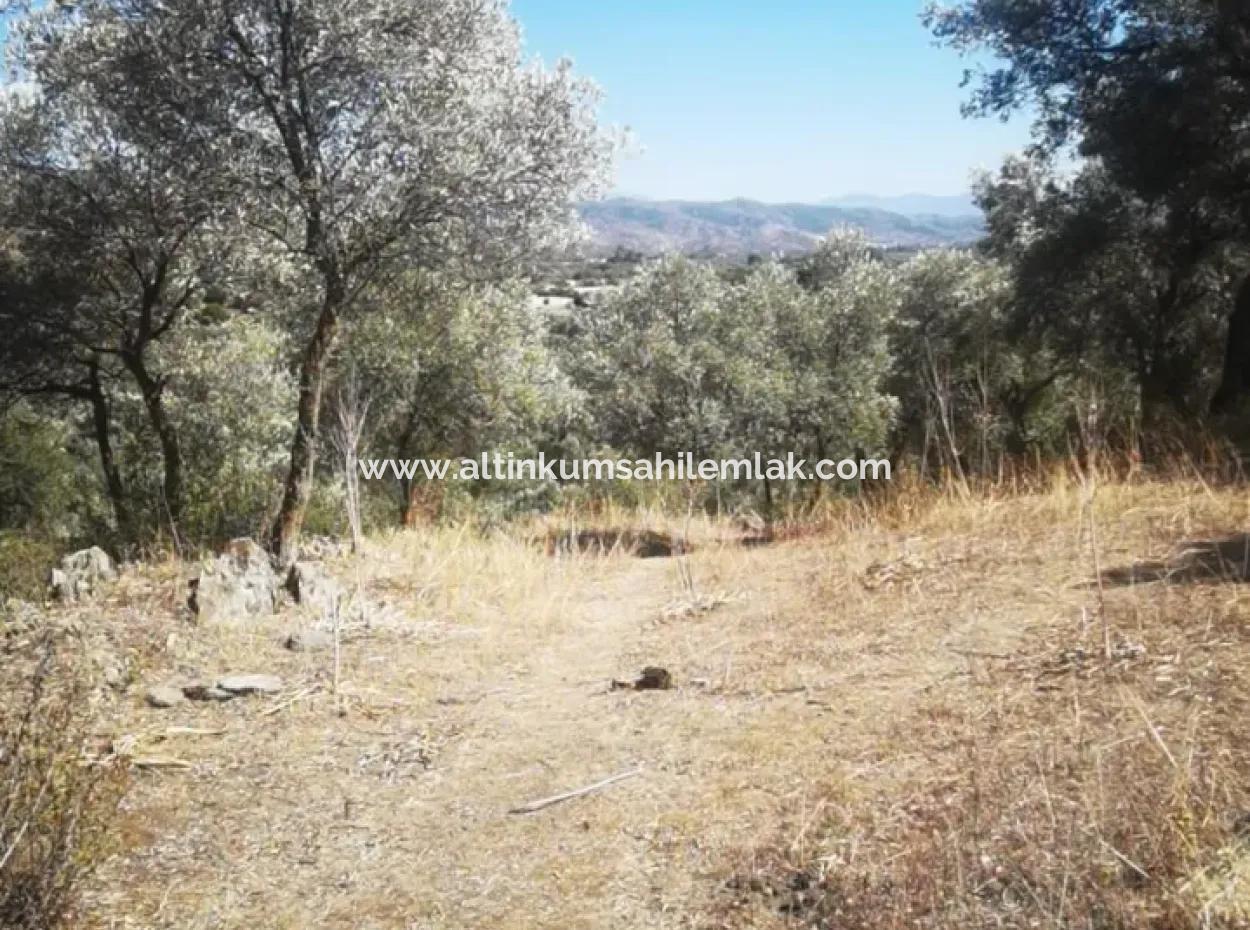 For Sale 6 Acres Olive Grove In Muğla Milas