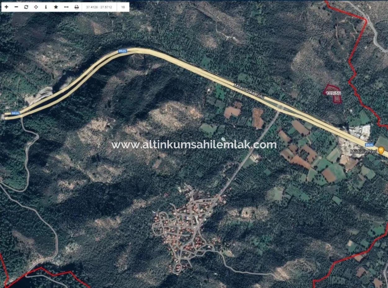 Unmissable Olive Grove For Sale In Milas, Muğla. #Altınkum #Satılık #Didim