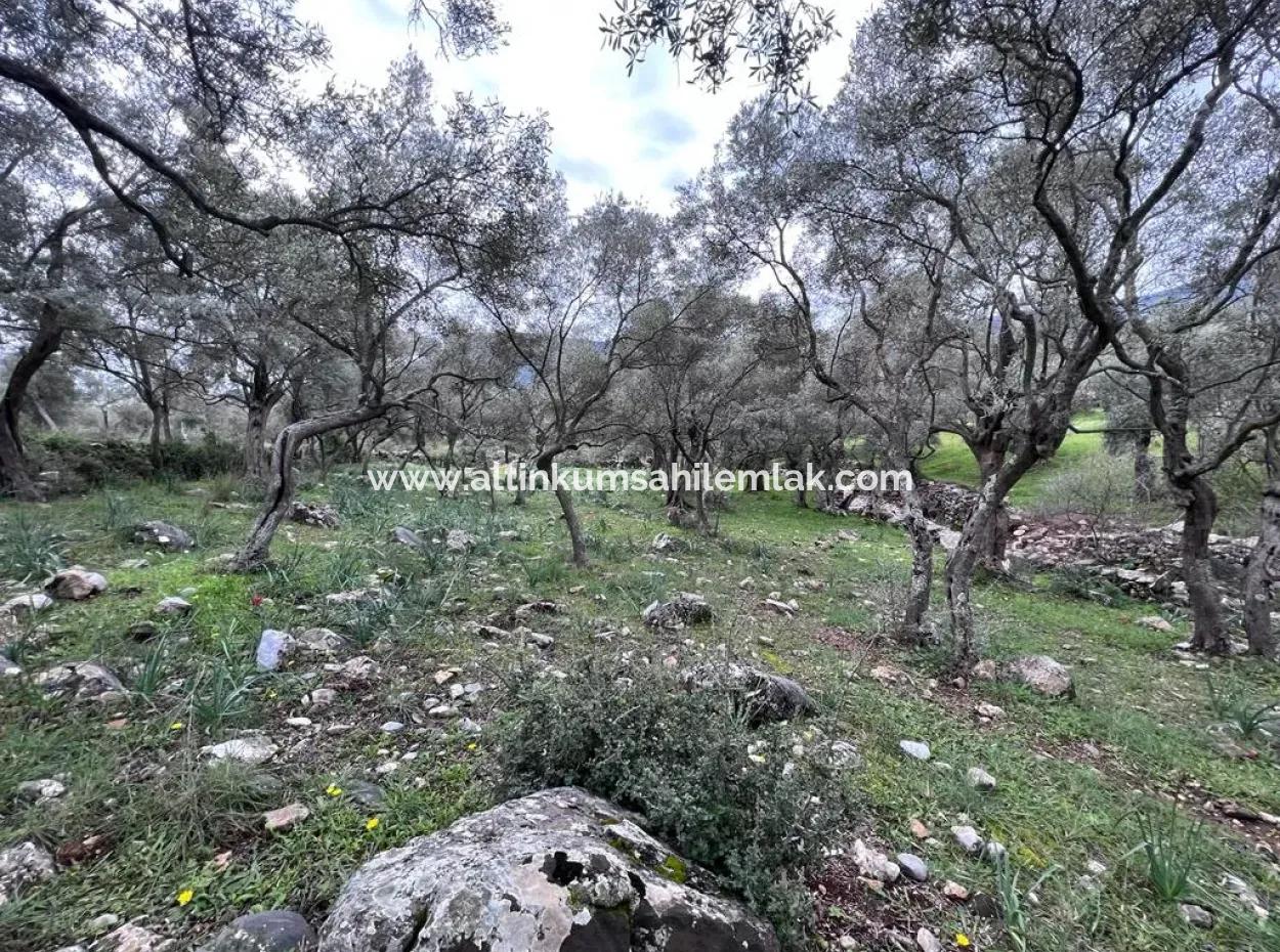 2150 M2 Olive Grove For Sale In Muğla Milas Bafa