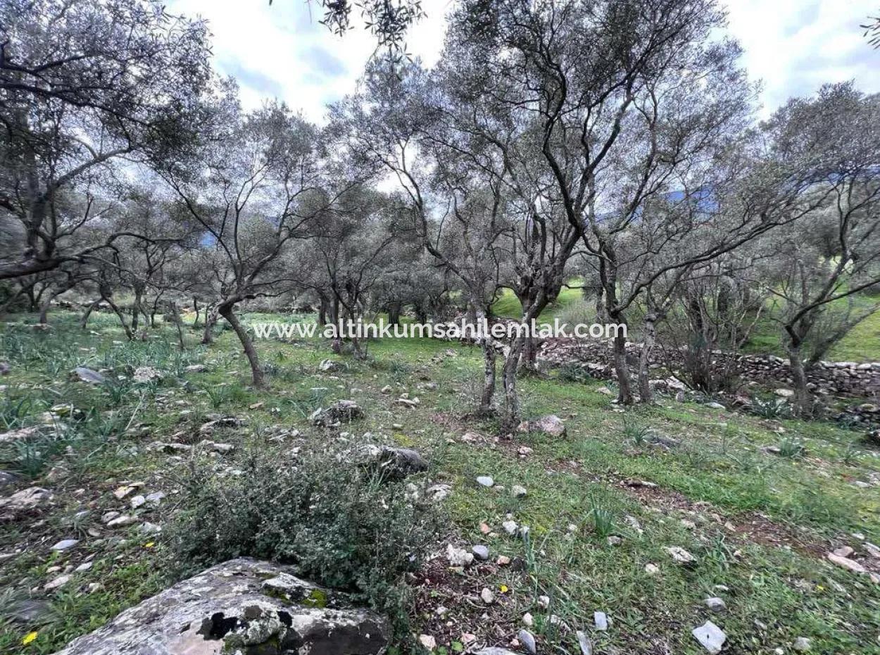 Muğla Milas Bafada Investment 2150 M2 Olive Grove For Sale