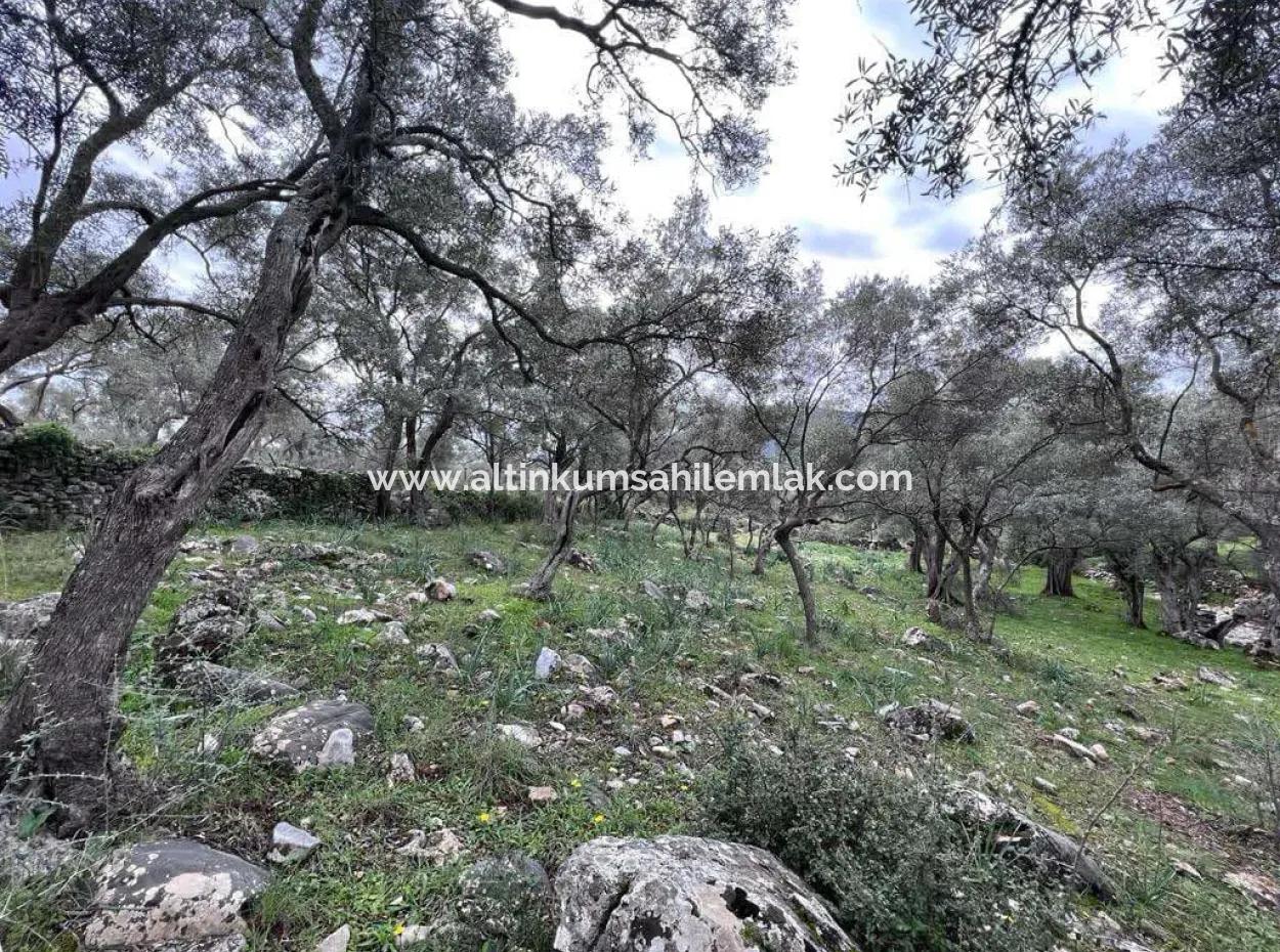 Muğla, Milas Bafa Investment 2150 M2 Olive Grove For Sale