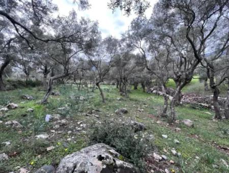 2150 M2 Olive Grove For Sale In Muğla Milas Bafa