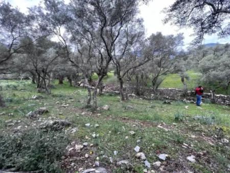 2150 M2 Olive Grove For Sale In Muğla Milas Bafa