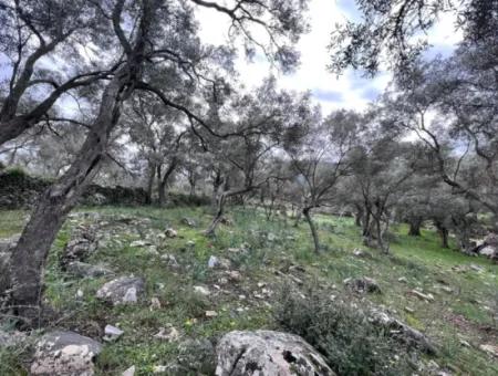 2150 M2 Olive Grove For Sale In Muğla Milas Bafa