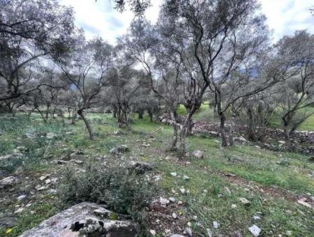 Muğla Milas Bafada Investment 2150 M2 Olive Grove For Sale