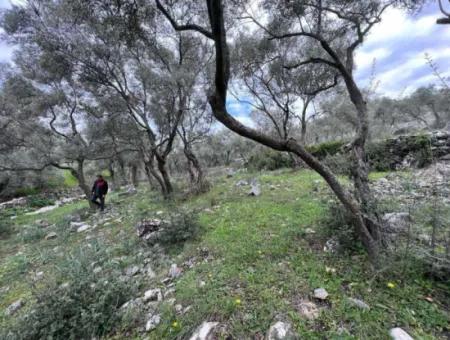 Muğla, Milas Bafa Investment 2150 M2 Olive Grove For Sale