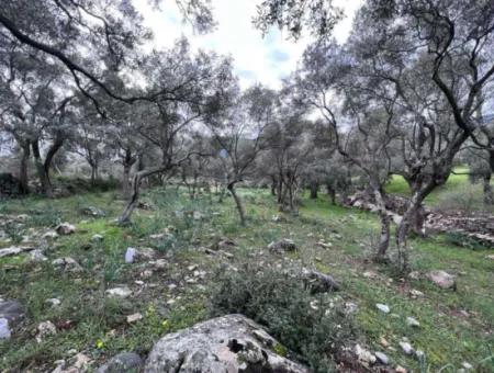 Muğla, Milas Bafa Investment 2150 M2 Olive Grove For Sale