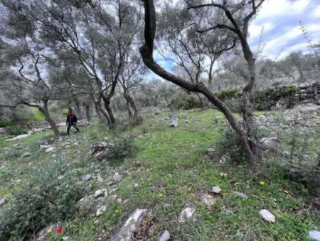 Muğla Milas Bafada Investment 2150 M2 Olive Grove For Sale