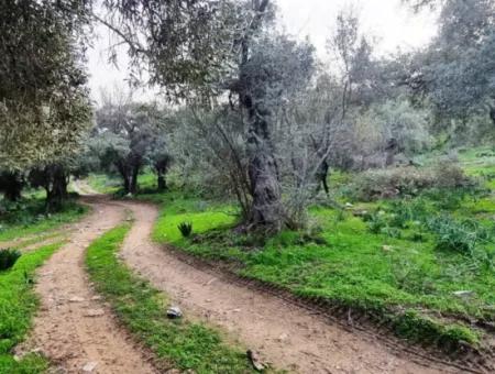 Olive Grove For Sale In Muğla Milas Pınarcık, 400 Mt From The Main Road