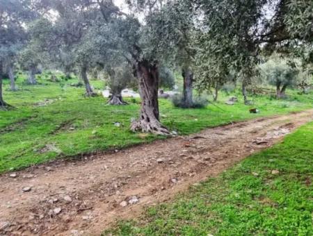 Olive Grove For Sale In Muğla Milas Pınarcık, 400 Mt From The Main Road