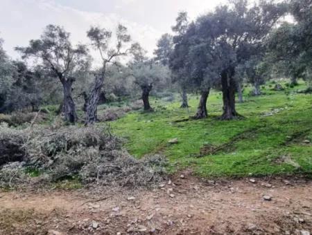 Olive Grove For Sale In Muğla Milas Pınarcık, 400 Mt From The Main Road