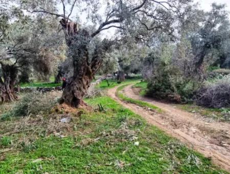 Olive Grove For Sale In Muğla Milas Pınarcık, 400 Mt From The Main Road