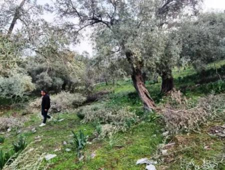 Olive Grove For Sale In Muğla Milas Pınarcık, 400 Mt From The Main Road