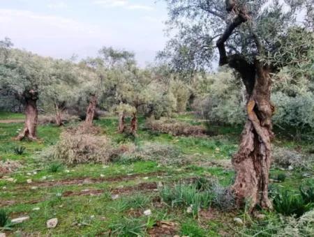 Olive Grove For Sale In Muğla Milas Pınarcık, 400 Mt From The Main Road